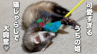 【フェレット日常】新しい猫じゃらしにフェレット達が食い付いた！【ferret#661】