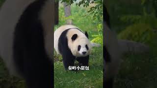 秦岭小甜包，简直太可爱了！ 大熊猫 来这吸熊猫 不止我一个想rua大熊猫