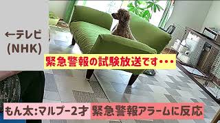 【防災】NHKの緊急なんちゃら放送を真剣に聞く犬