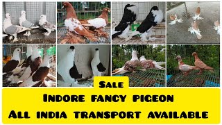 FANCY PIGEON WITH PRICE IN INDIA, FANCY PIGEON LOFT, KABOOTAR LOFT WITH PRICE IN INDIA KABOOTAR LOFT