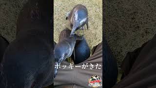 ペンギンは足の下に集まりがち【劇団ペンターズ】#ペンギン #funny   #劇団ペンターズ