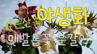 #야생화매발톱꽃 분갈이 #wild flower pot change