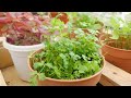 പച്ചക്കറി കൃഷി dubai tips for balcony gardening our journey