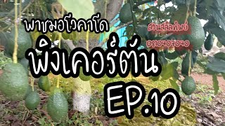 อโวคาโดพิงเคอร์ตัน ต้นนิดเดียวติดลูกดกมากกกกก EP.10 #สวนสลิลทิพย์ โทร.0810407040