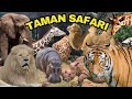 UPDATE TERBARU Taman Safari Bogor 2024 | Kebun Binatang | Harga Tiket, Aneka Hewan dan Animal Show