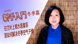 雅惠讲兰花 兰叶喷水易腐苗，那如何解决冬季空气干燥？