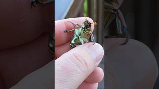 Chrysina gold scarabs 🇨🇷 Costa Rica