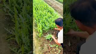 Beautiful Vegetable Seedlings Lettuce  甜麦菜#satisfying #shot