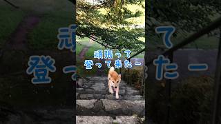 苦手な階段を駆け上がり得意げになってる芝犬😂#shorts #柴犬#shiba  #youtubeshorts  #柴犬のいる暮らし #田舎暮らし#dogbreed #可愛い