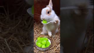 小兔子吃食物的聲音太療癒了。The sound of the little rabbit eating food is so healing. 子うさぎが餌を食べる音はとても癒されます。#bunny