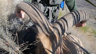 Aoudad Hunt