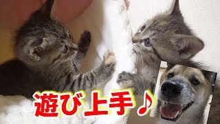 楽しそうに遊ぶ子猫を見て動揺する柴犬--Kitten's fun is fun---