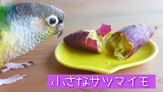 小さなかわいいサツマイモを見つけた♡【ウロコインコのぽぽ】