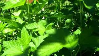 Hoverfly is not a Bee