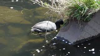 オオバンの悲劇　左翼を怪我して飛べず、春になっても渡れない　Eurasian Coot / Fulica atra