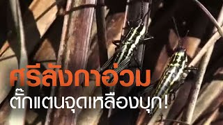 TNN ข่าวเย็น | ตั๊กแตนลายจุดบุกศรีลังกา