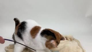 ペットモデルの三毛猫の楓の癒され動画