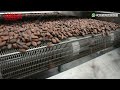 Automatic Cocoa Bean Processing Machine | LONGER