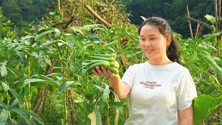 Okra is made nutritious and delicious in this way,a few simple steps,more enjoyable than eating meat