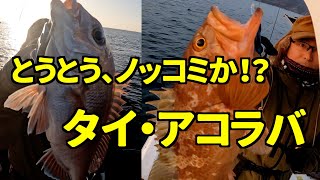 【アコラバ/タイラバ】春の訪れもすぐそこまで！！タイもアコウも来てます！