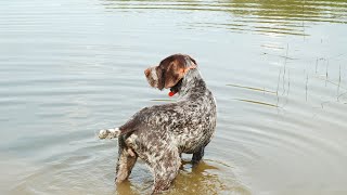 German Wirehaired Pointer: Explore the Versatility of this Exceptional Breed