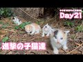 進撃の子猫達 牛小屋で産まれた子猫5匹 Day21 2024 10 01 1