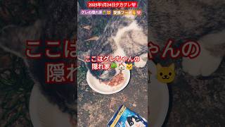 【2025年1月24日夕方グレ🐱】愛情フード🙏グレちゃん隠れ家🏠️🐱🌳