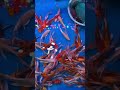 aquariumlife aquariumfish fish koi koifish