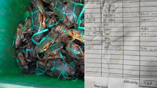 Crab paradise, catching crabs costs 1.2 million