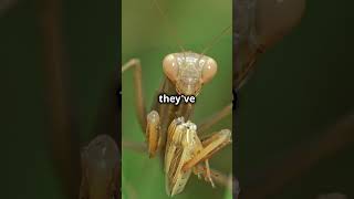 Things To Know About... Praying Mantises #animals #wildlife #animalcuriosities #Insects