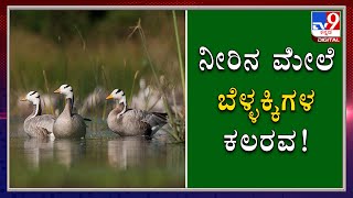 Migratory birds come back to Magadi lake in Gadag district