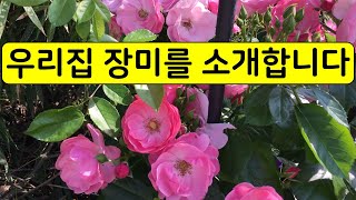 우리집 장미를 소개합니다