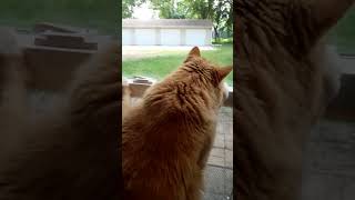 Fly Swatting Cat