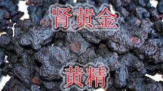 深山野生“黄精”是个宝，九蒸九晒是“肾黄金”，泡茶泡酒直接吃