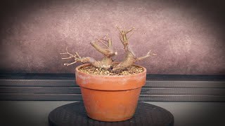 Bonsai from air layering (tree 26 - part 1)