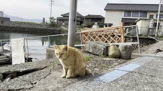 青島 漁船桟橋の近くにいたチャトラ猫さん1