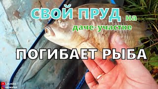 Пруд на даче. Замор рыбы! Погибает рыба в своём пруду😲. Свой пруд с рыбой и раками на участке.