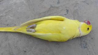 My Yellow Ringneck Male Expired | Grarmi Se Birds Ko Bchao !!!