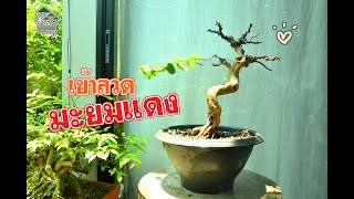 Gu Bonsai Workshop : เข้าลวด บอนไซมะยมแดง