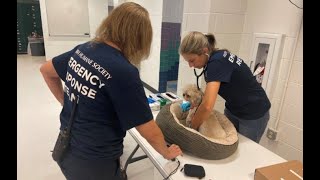 Mesa shelter gives refuge to humans & pets