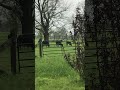 Farm - Black angus cattle graze