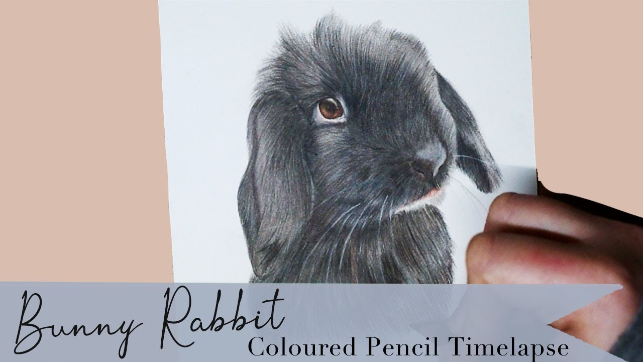 Black Rabbit Drawing Coloured Pencil Time Lapse Youtube