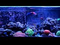 short aquarium shot in 4k