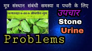 Ayurveda | Kidney Stone | Urinery Problems | पत्थरी व पेशाब व मूत्र संस्थान की समस्या का उपचार: योगी