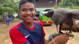 Hawk Eagle Fly free around កា.ច.ណាស់ថ្ងៃនេះ Black Hawk Eagle  អកភ្នំខ្មៅ (អកព្រៃច្រើនពណ៏)