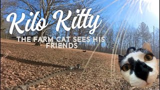 Kilo Kitty POV--Kilo finds all of his friends!