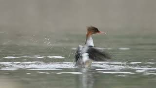 Scarly-sided Merganser 中華秋沙鴨 (Bird Watching in Hong Kong)