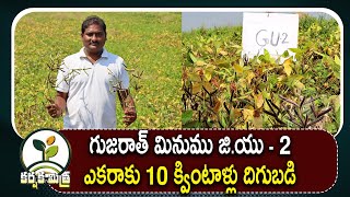 గుజరాత్ మినుము జి.యు 2 రకంతో యువరైతు విజయం | Best Black gram Variety Gujarat Urd 2 | Karshaka Mitra