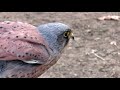 falconry american kestrel vs eurasian kestrel wildlife