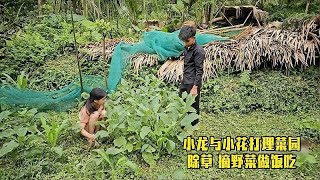 小龙与小花打理菜园除草，摘野菜做饭吃